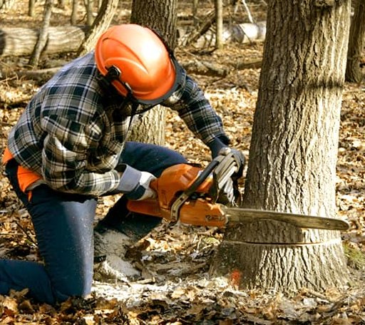 Tree Removal in Ecleto, TX